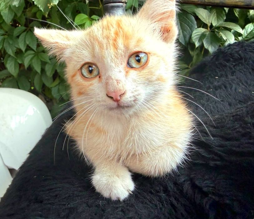 В хорошие руки котика
