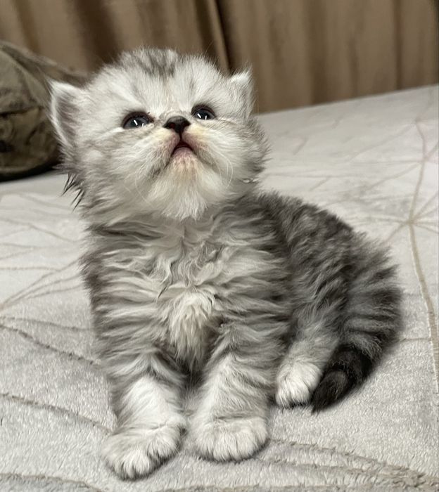 Котята Шиншилята