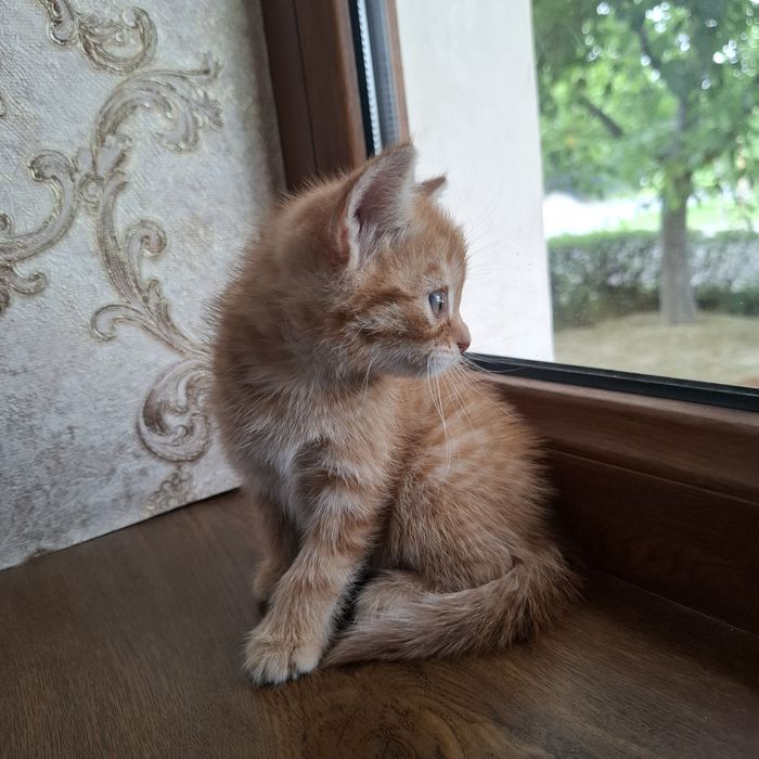 Mushukcha 1.5 oylik  uy mushugi