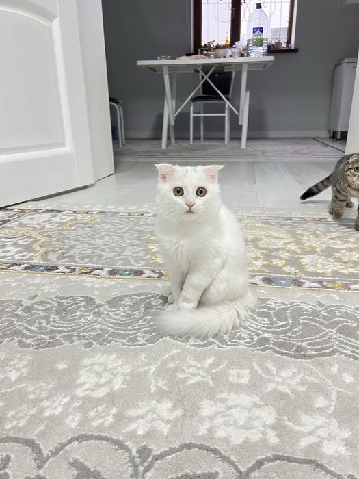 Марғау сатылады 3 айдан асты шотланка