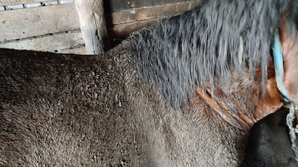 Продам мальчика  на откорме 4 года будет в апреле