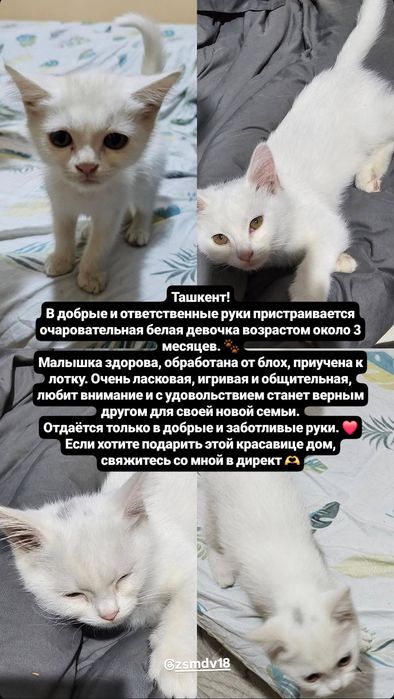 Белый котенок девочка  в добрые руки
