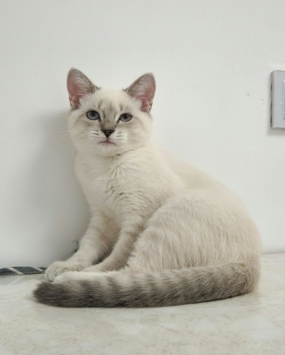 котёнок девочка 4 месяца