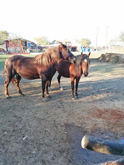 Doua iepe de vânzare