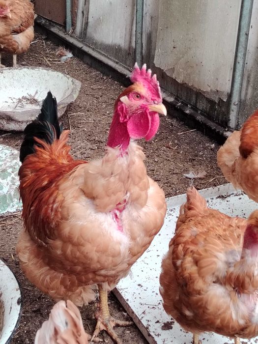 Петух Голошейка Венгрия