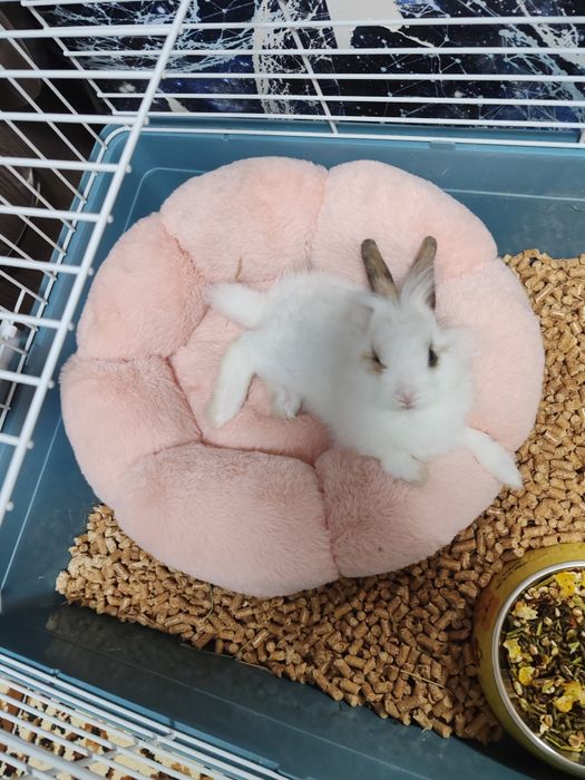 Декоративный кролик