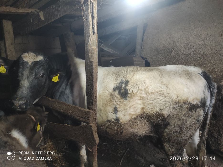 Boqilgan buqa sotiladi