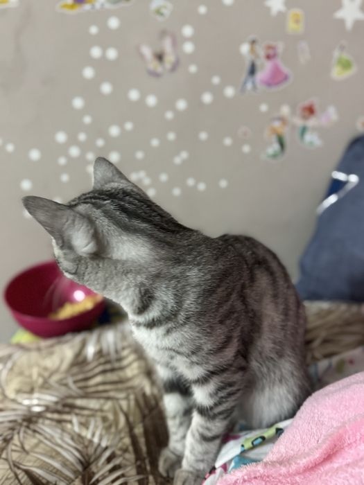 Отдам котиков в хорошие руки