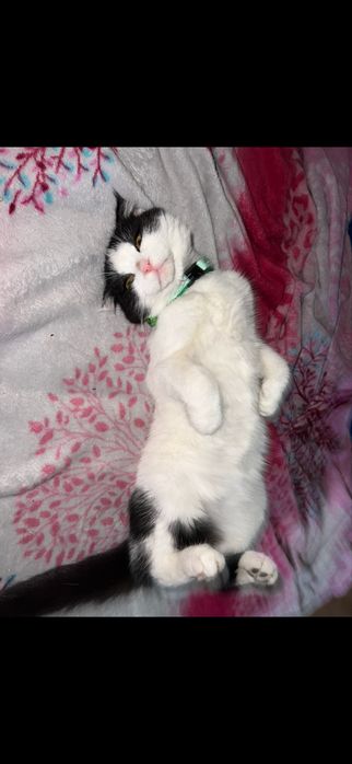 Отдается кошечка
