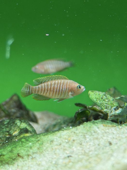 Neolamprologus Multifas