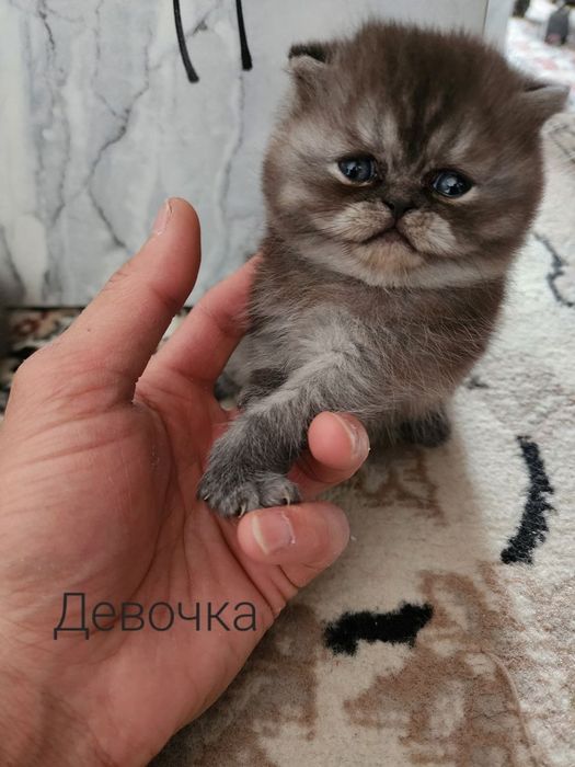 Продаётся милые котята