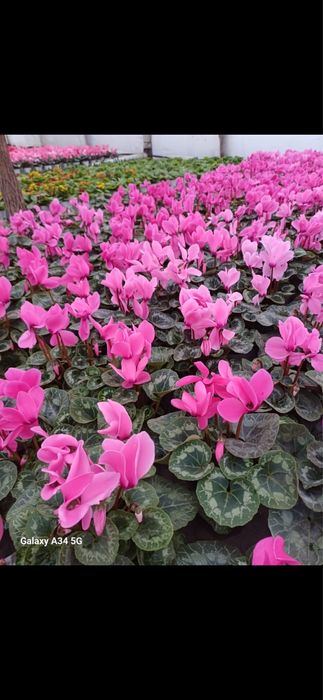 Flori cyclamen zambila cineraria