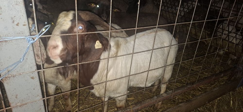 Tap Boer 2 ani foarte bun si cuminte