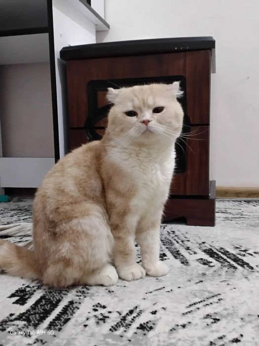 Красавец скоттиш фолд. Персик ищет своих новых хозяев.
