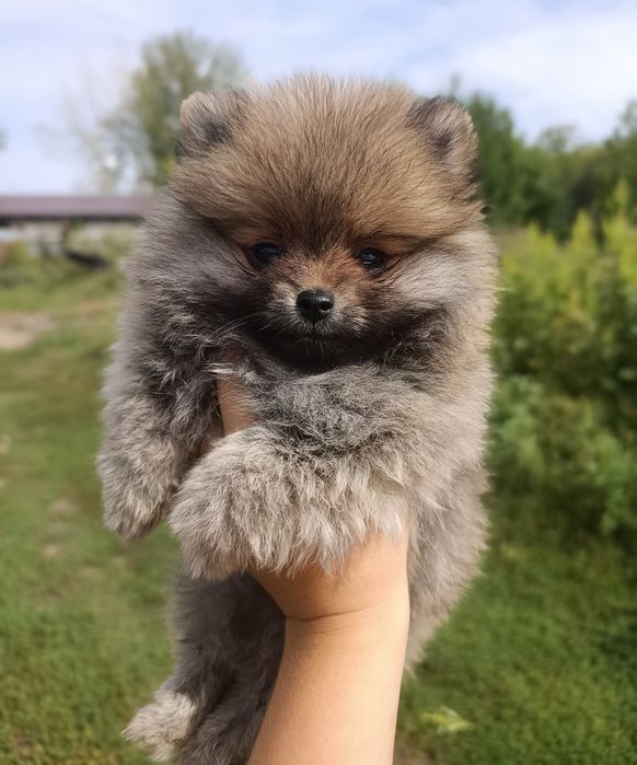 Продам щенка Померанского шпица