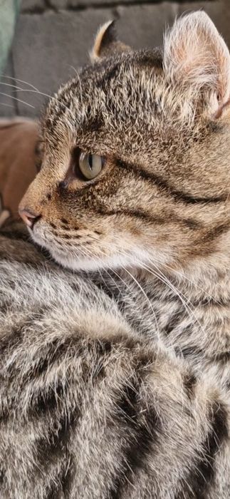 Кот Американский кёрл