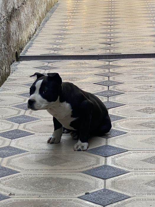 Питбуль pit bull күшік 2 айлық