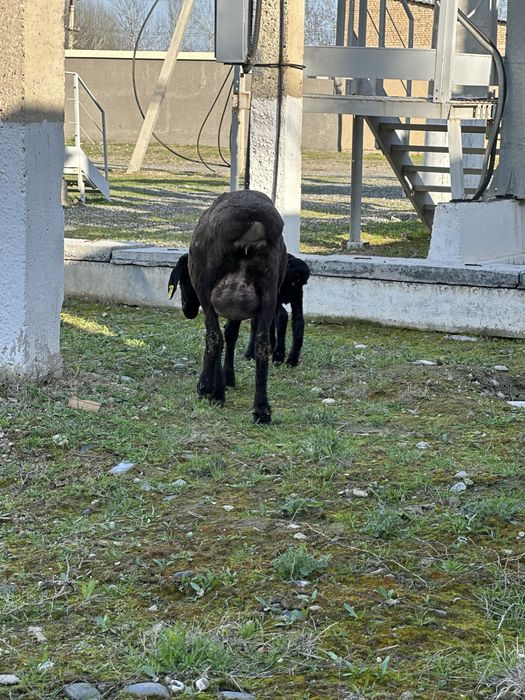 Quylar sotiladi 1 tugishga bogoz zotdor quylar