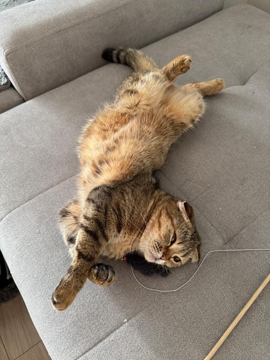 Отдам кошку в хорошие руки