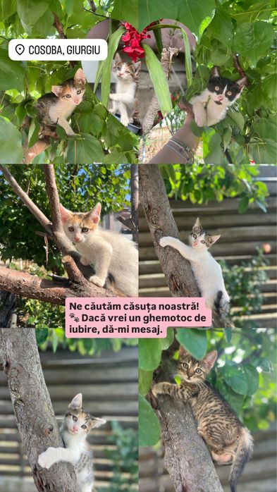 Pisicuțe de dat spre adopție