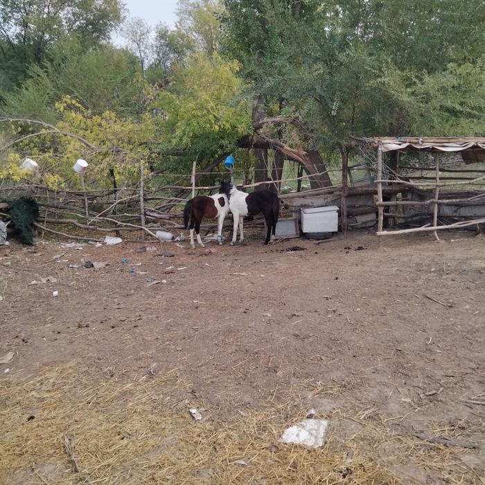 Ұрғашы тай 35000тенге