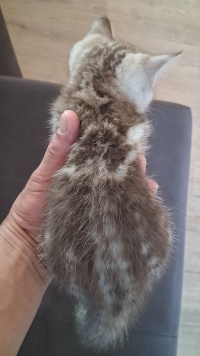 Продам котёнка скоттиш страйт.