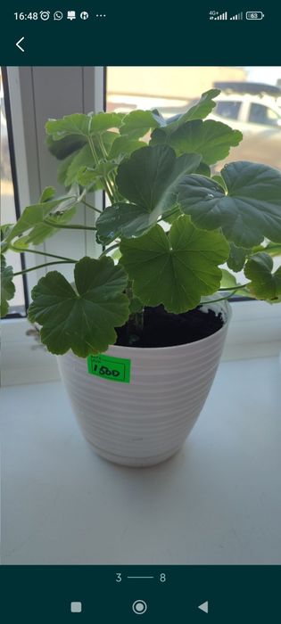 Продам комнатные растения