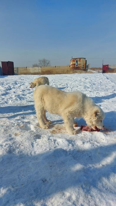 Супер Щенки САО!