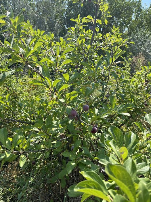 Зем. Участок дача