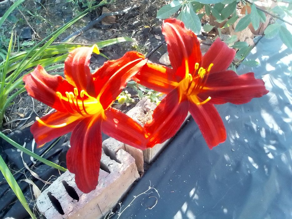 Продаю лилейники дёшево