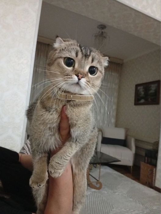Продаются породистые котята.