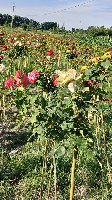 Metropka gul                      .