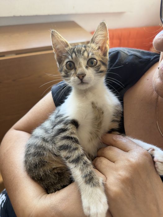 Motanel Extrem de Lipicios pentru adoptie