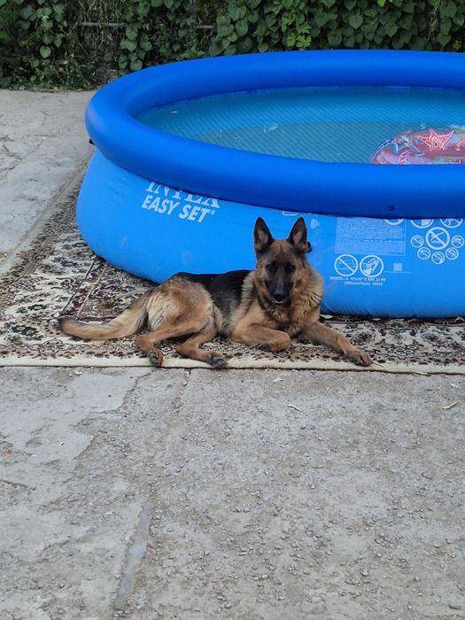 Ассалаумагалейкум