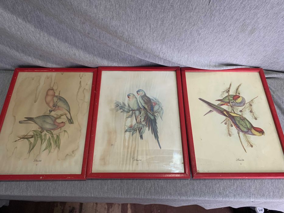 стари  три Цветни литографии Папагали Печат
