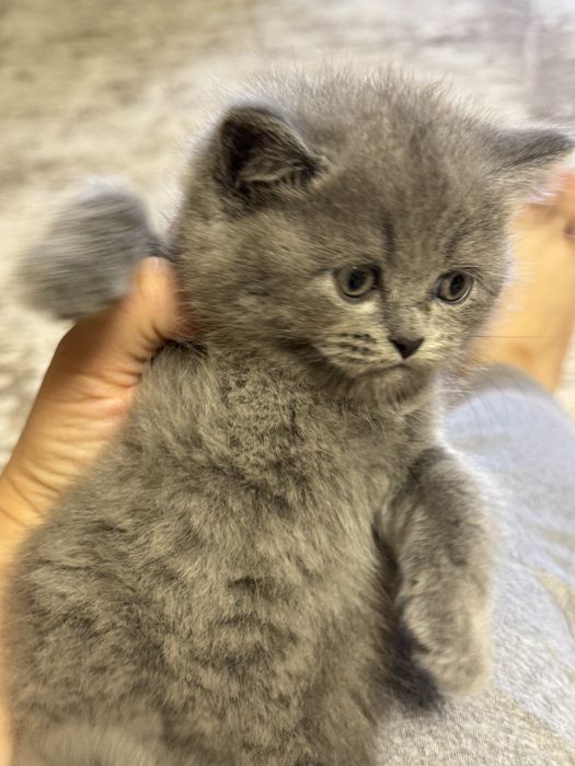 Продается котенок ( мальчик) скотиш сткайт