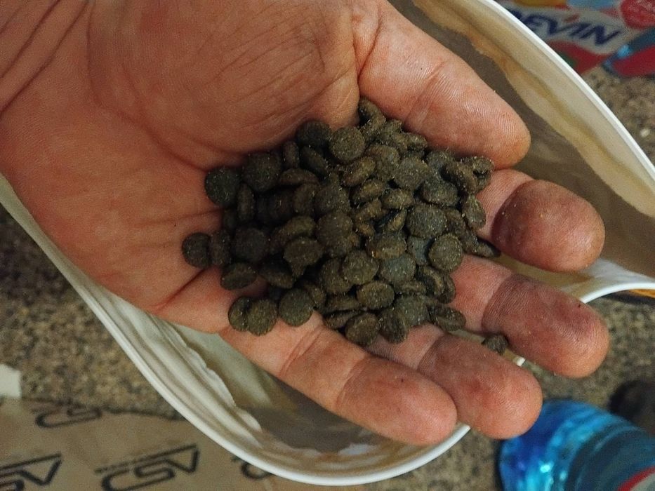 Качествена храна за котки