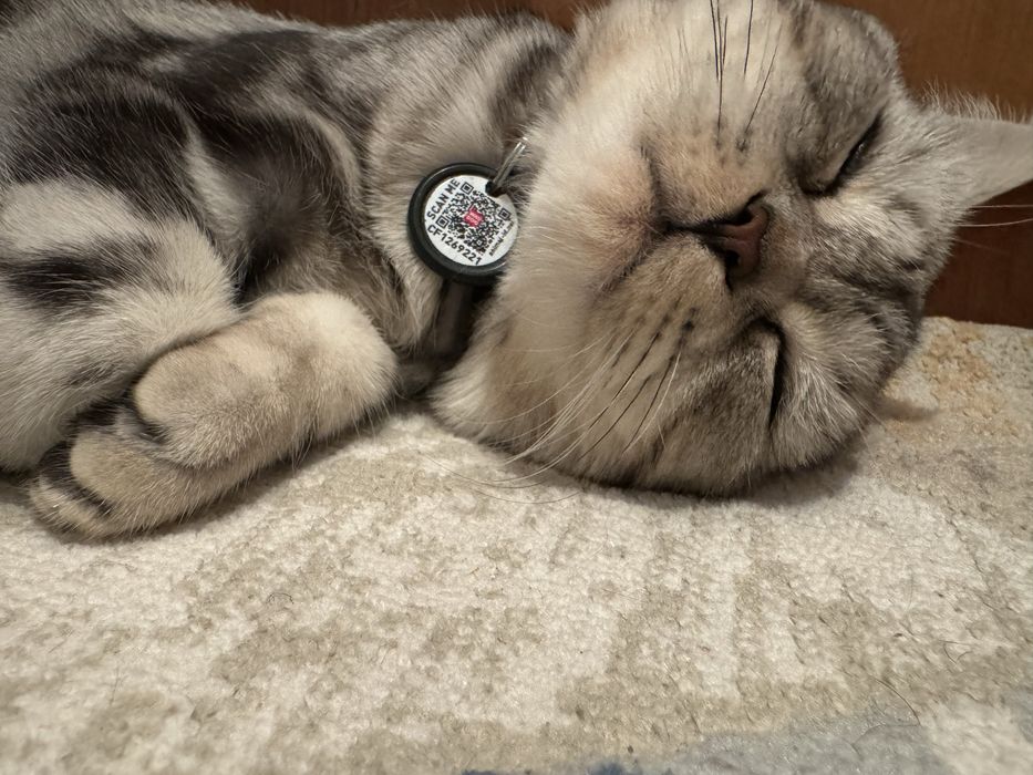 Продам шотландскую кошку