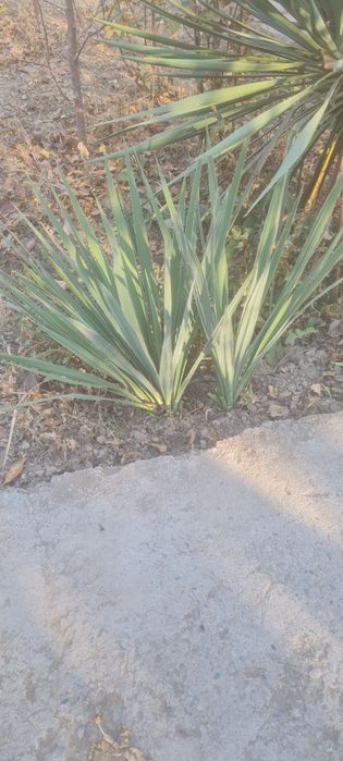 Цветок юкка гули