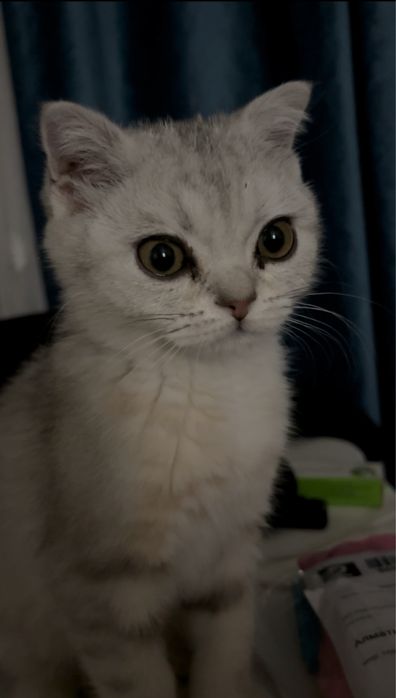Котёнок шотландец 3 месяца