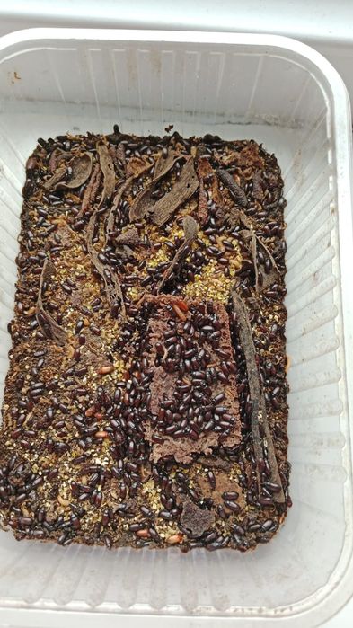 Жук знахарь емге