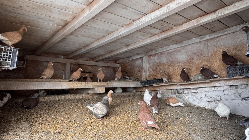 Porumbei voiajori de vanzare