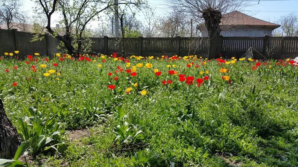 Casa de vânzare 1000m