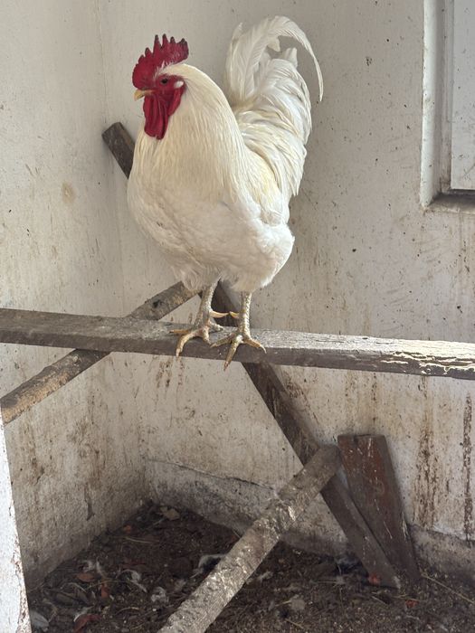 Продам яйца на инкубацию