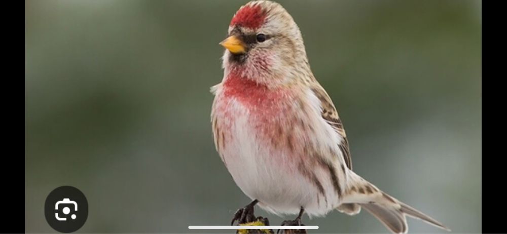 Певчие птички чечетки