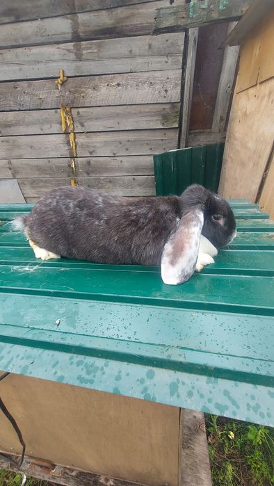 Кролики Породистые