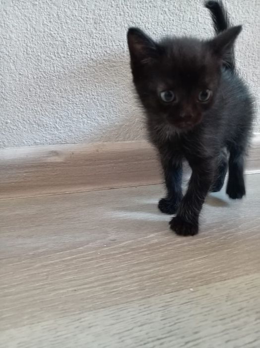 Отдадим котят даром