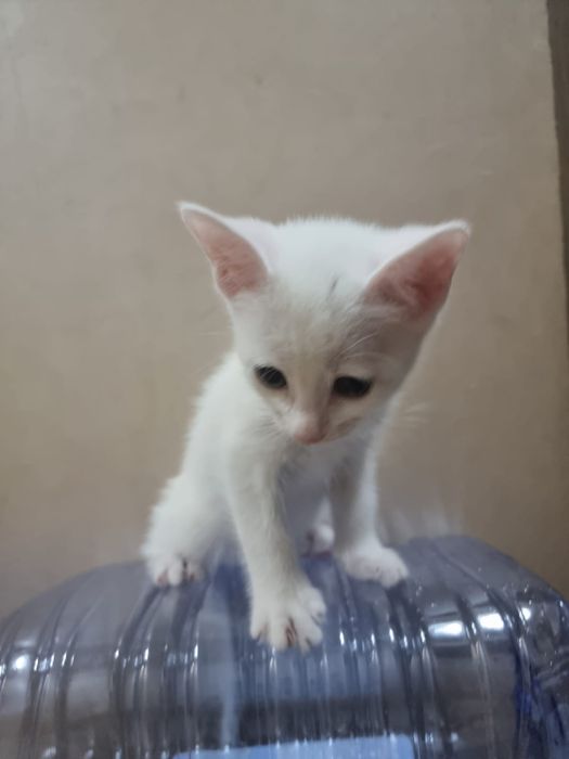 Котят в добрые руки