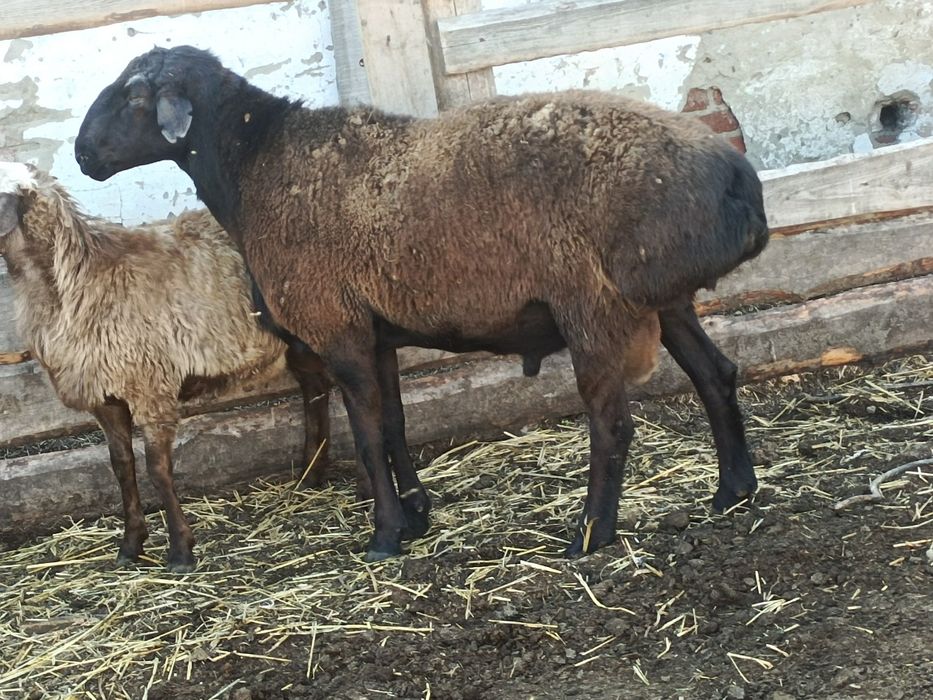 Продам барана на племя