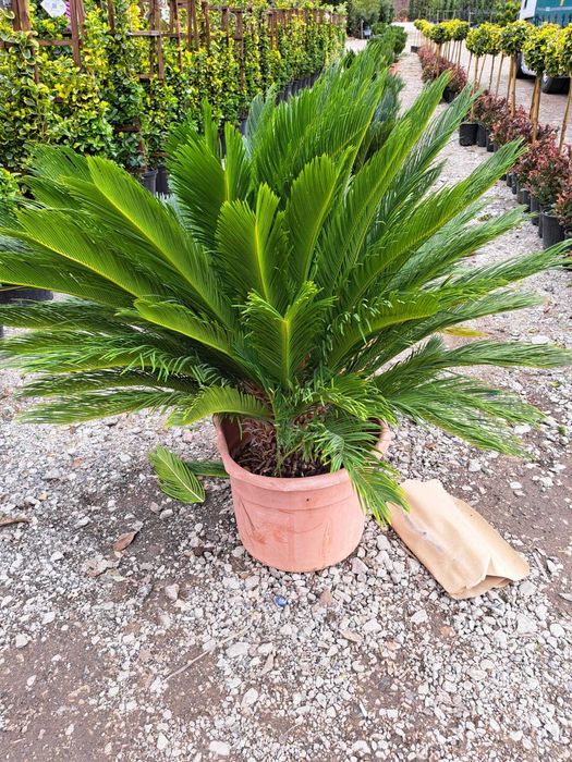 Vând tuia leylandi chiparos, magnolie, măslin, palmier, gazon, cedru